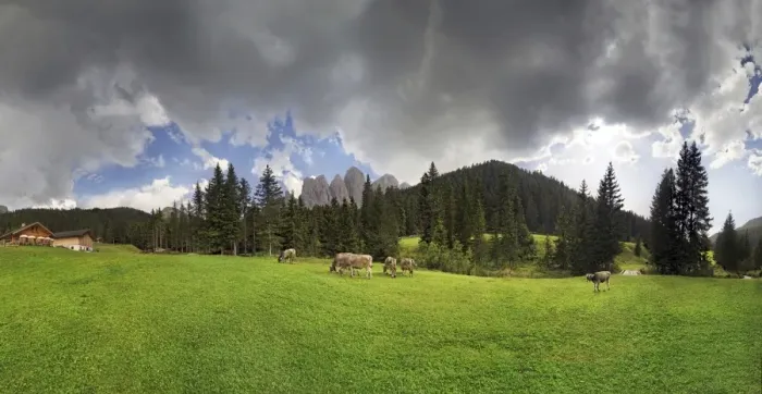 Framed Print : Cows on the pasture, Zanser Alm alp after a thunderstorm, Geisler group, Santa Maddalena, Villnoesstal valley, province of Bolzano-Bozen, Italy Framed Print : Cows on the pasture, Zanser Alm alp after a thunderstorm, Geisler group, Santa Maddalena, Villnoesstal valley, province of Bolzano-Bozen, Italy