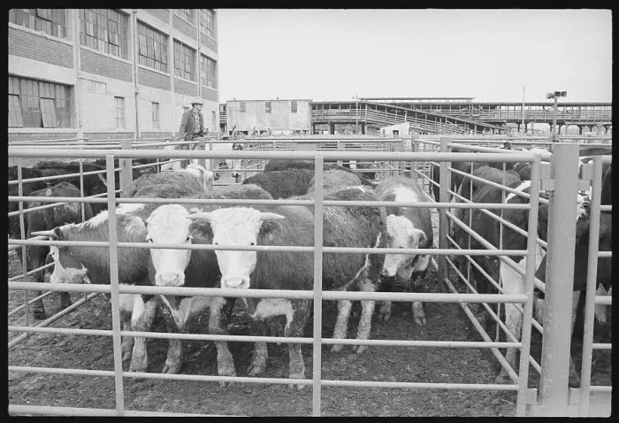 Framed Print : Cows in Stockyard Framed Print : Cows in Stockyard