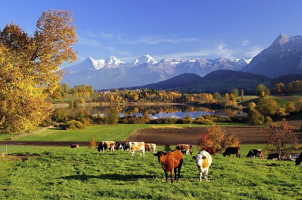 Cows in front of Uebeschisee Lake in autumn, Bernese Alps with mountains Eiger, Monch and Jungfrau at the back, Niesen, Canton of Bern, Switzerland