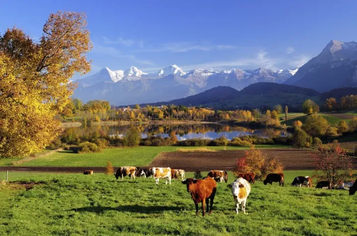 Framed Print : Cows in front of Uebeschisee Lake in autumn, Bernese Alps with mountains Eiger, Monch and Jungfrau at the back, Niesen, Canton of Bern, Switzerland