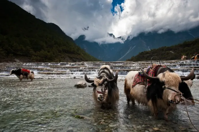 Framed Print : Cows and waterfall in Lijiang Framed Print : Cows and waterfall in Lijiang
