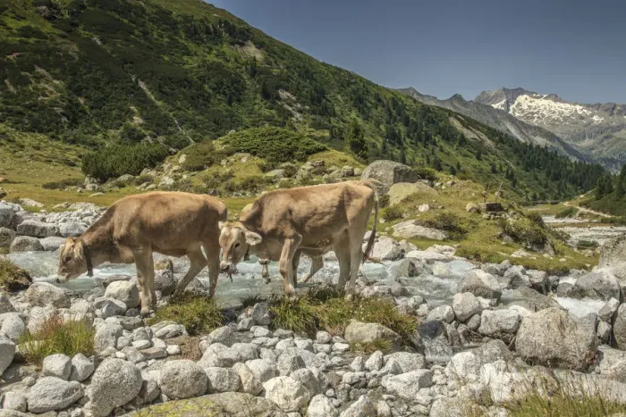 Framed Print : Cows in Zemmgrund valley with Zemmbach stream, Ginzling, Zillertal valley, Tyrol, Austria Framed Print : Cows in Zemmgrund valley with Zemmbach stream, Ginzling, Zillertal valley, Tyrol, Austria