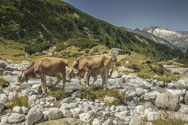 Cows in Zemmgrund valley with Zemmbach stream, Ginzling, Zillertal valley, Tyrol, Austria