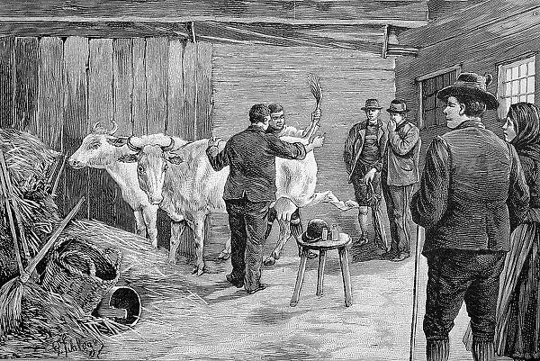 Cowshed, vaccinating cows, in Styria, Austria, 1860, Historic, digitally restored reproduction of an original 19th-century painting