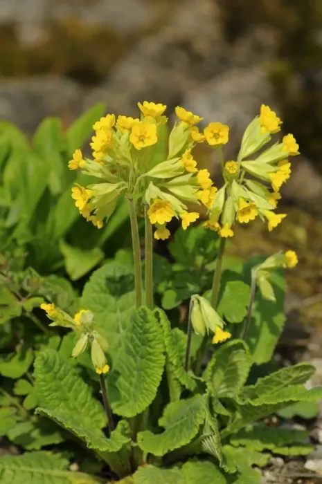 Framed Print : Cowslip, primrose (Primula veris) Framed Print : Cowslip, primrose (Primula veris)