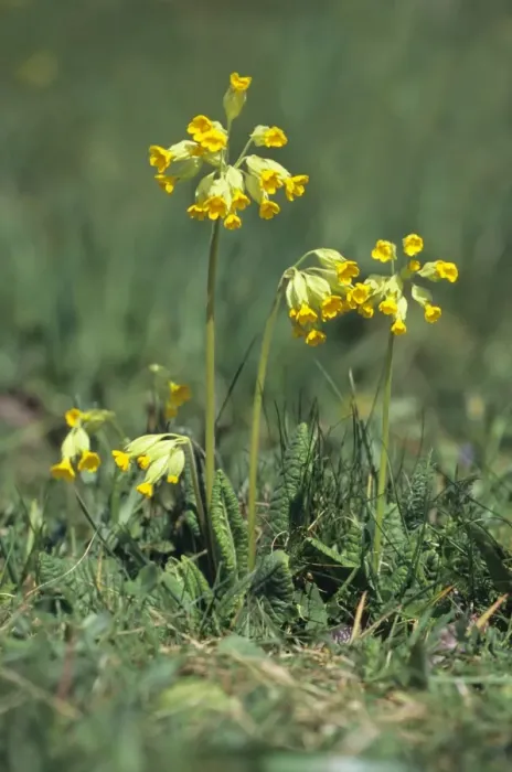 Framed Print : Cowslip (Primula veris) Framed Print : Cowslip (Primula veris)