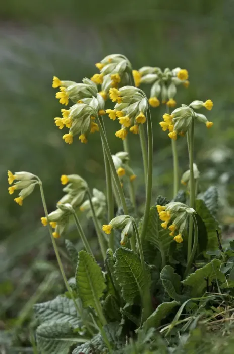Framed Print : Cowslip -Primula veris-, Untergroeningen, Baden-Wuerttemberg, Germany, Europe Framed Print : Cowslip -Primula veris-, Untergroeningen, Baden-Wuerttemberg, Germany, Europe