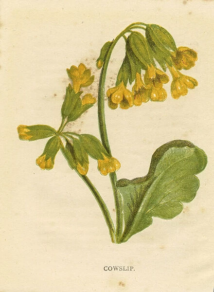 Cowslip yellow wildflower Victorian botanical print by Anne Pratt