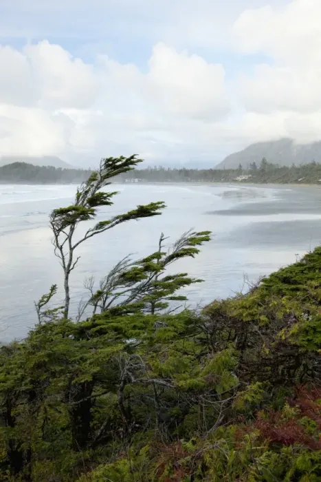 Framed Print : Cox Bay Near Tofino Framed Print : Cox Bay Near Tofino