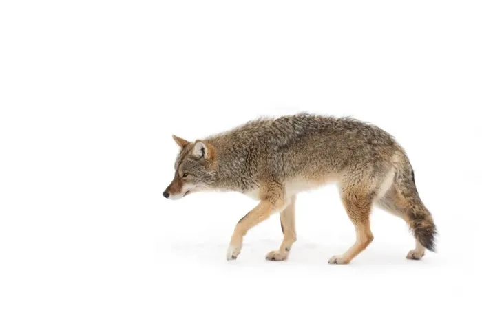 Framed Print : Coyote Framed Print : Coyote