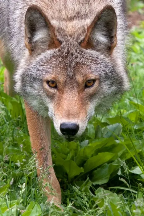 Framed Print : Coyote Framed Print : Coyote