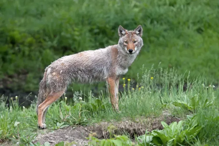 Framed Print : Coyote Framed Print : Coyote