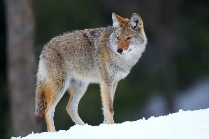 Framed Print : Coyote Framed Print : Coyote