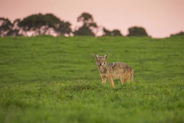 Coyote. A coyote walks through a grassy meadow during a winter sunset in