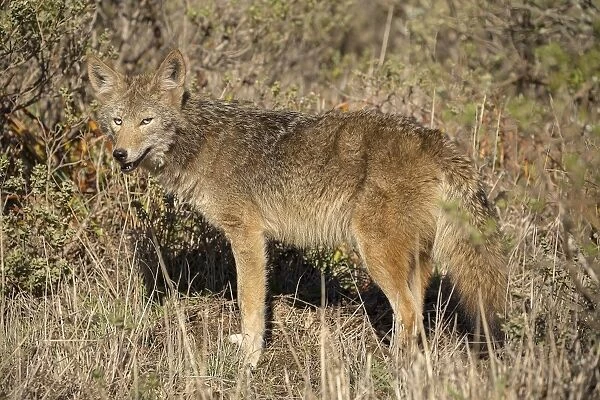 Coyote. A coyote stands in a cluster of thick brush in Point Reyes National Seashore