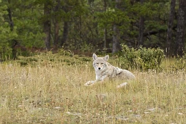 Coyote (Canis Latrans)