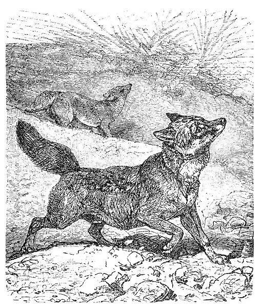 Coyote or Canis latrans or American jackal or Prairie wolf