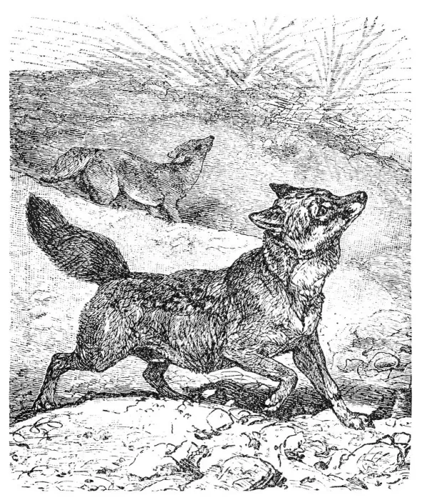 Framed Print : Coyote or Canis latrans or American jackal or Prairie wolf