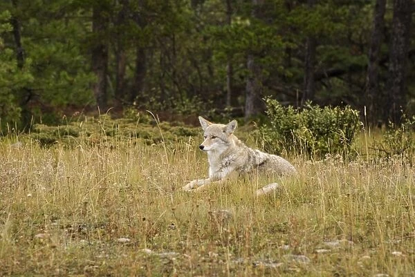 Coyote (Canis Latrans), Jasper National Park, Alberta, Canada