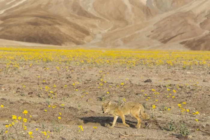 Framed Print : Coyote (Canis Latrans) walking through blooming desert marigolds during Springs super bloom, Death Valley, California, USA Framed Print : Coyote (Canis Latrans) walking through blooming desert marigolds during Springs super bloom, Death Valley, California, USA