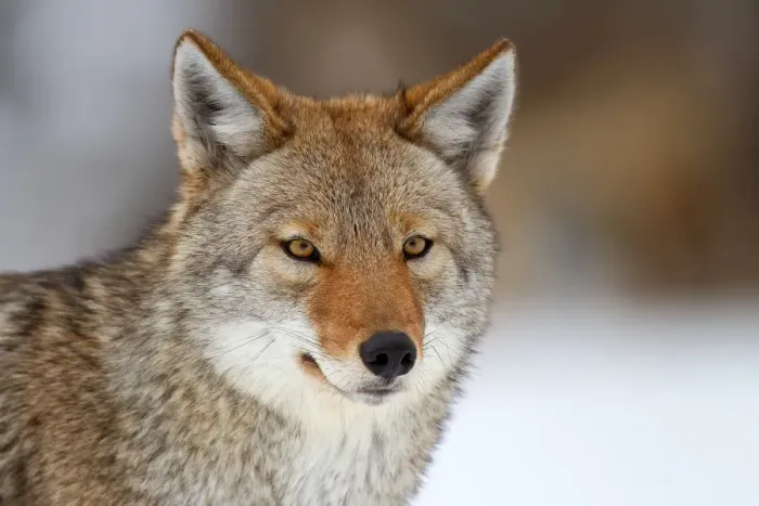 Framed Print : Coyote Portrait