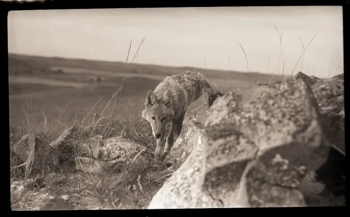 Framed Print : Coyote On Prairie Lurking For Prey Framed Print : Coyote On Prairie Lurking For Prey