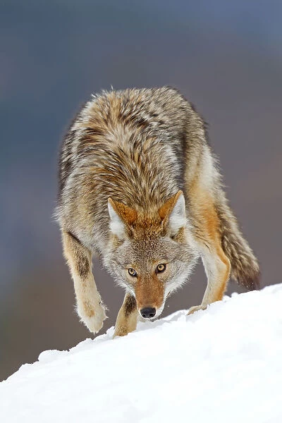 Coyote sniffs the snow