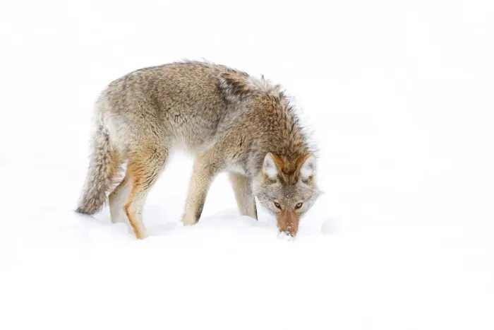 Framed Print : Coyote in snow