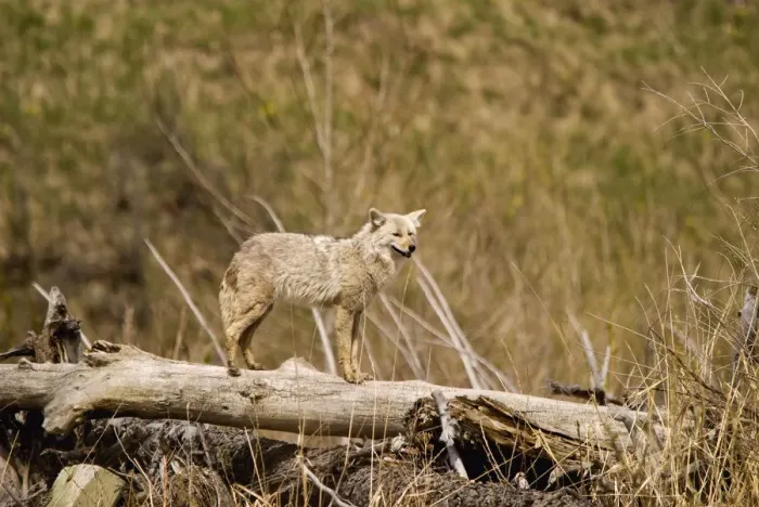 Framed Print : A Coyote Stands On A Dead Tree Trunk Framed Print : A Coyote Stands On A Dead Tree Trunk