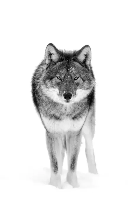 Framed Print : Coyote Stare Framed Print : Coyote Stare