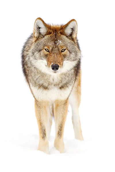 Coyote stare
