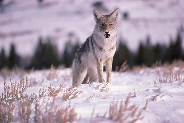 Coyote at Yellowstone National Park in Wyoming