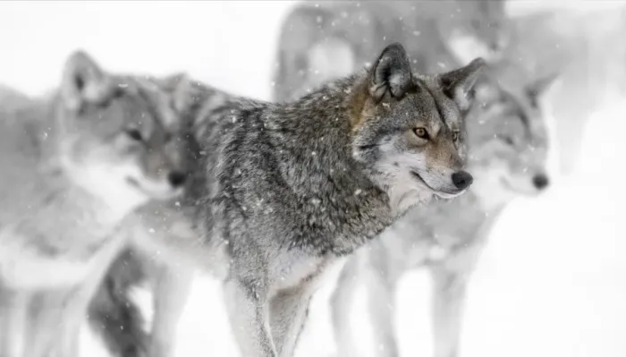 Framed Print : coyotes. A partially desaturated image of a group of coyotes in gently falling snow Framed Print : coyotes. A partially desaturated image of a group of coyotes in gently falling snow