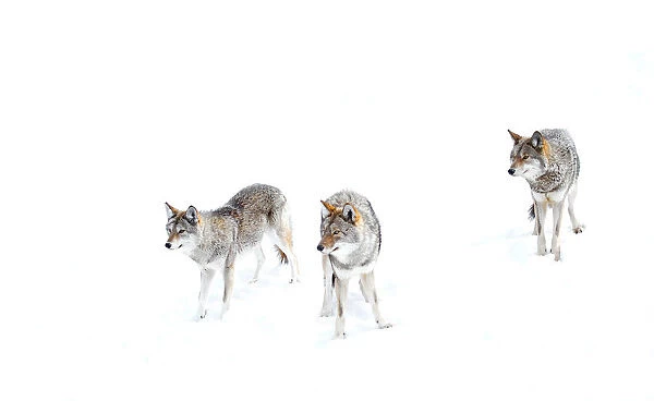 Coyotes in snow