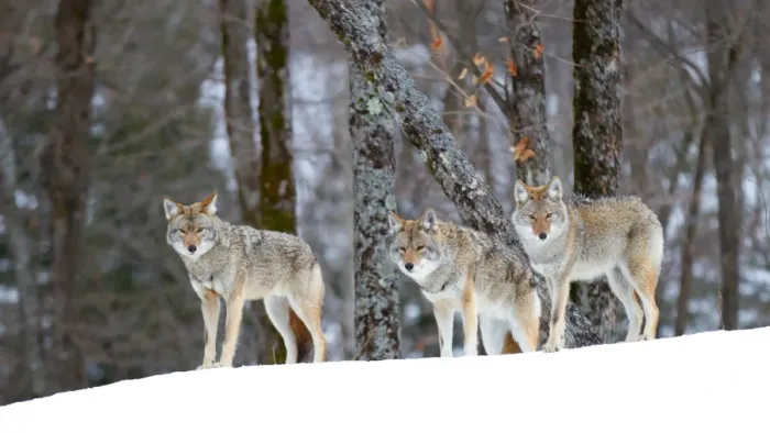 Framed Print : Coyotes in snow Framed Print : Coyotes in snow