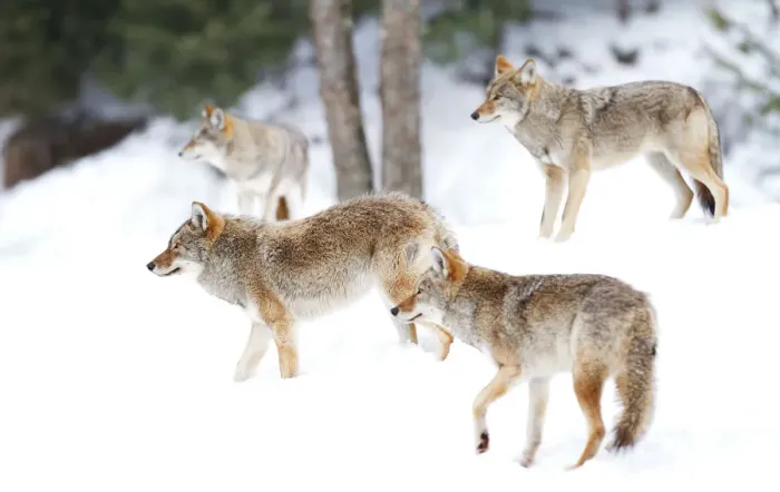 Framed Print : Coyotes in snow Framed Print : Coyotes in snow