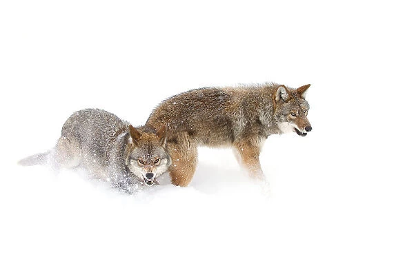 Coyotes in Snow