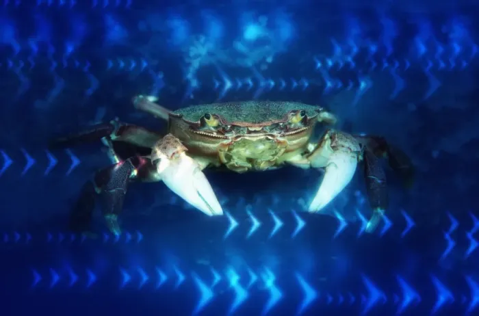 Framed Print : Crab Framed Print : Crab
