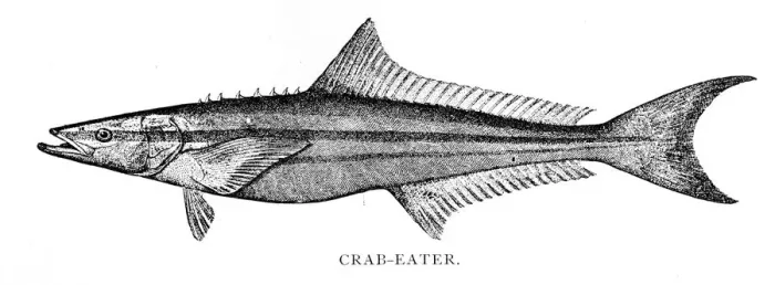 Framed Print : Crab- eater fish engraving 1898 Framed Print : Crab- eater fish engraving 1898