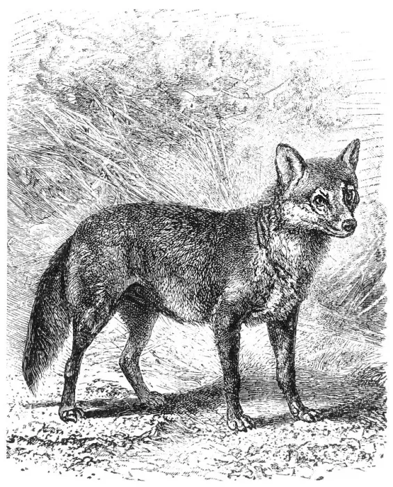 Framed Print : Crab eating Fox (Cerdocyon thous) Framed Print : Crab eating Fox (Cerdocyon thous)