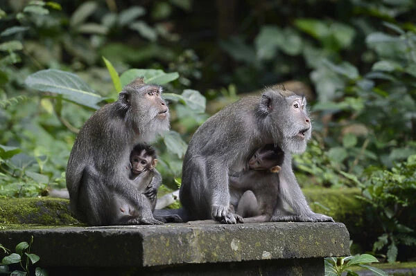 Crab-eating macaques -Macaca fascicularis- with young in the Ubud Monkey Forest, Ubud, Bali, Indonesia