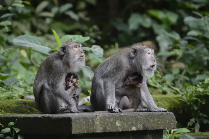 Framed Print : Crab-eating macaques -Macaca fascicularis- with young in the Ubud Monkey Forest, Ubud, Bali, Indonesia Framed Print : Crab-eating macaques -Macaca fascicularis- with young in the Ubud Monkey Forest, Ubud, Bali, Indonesia