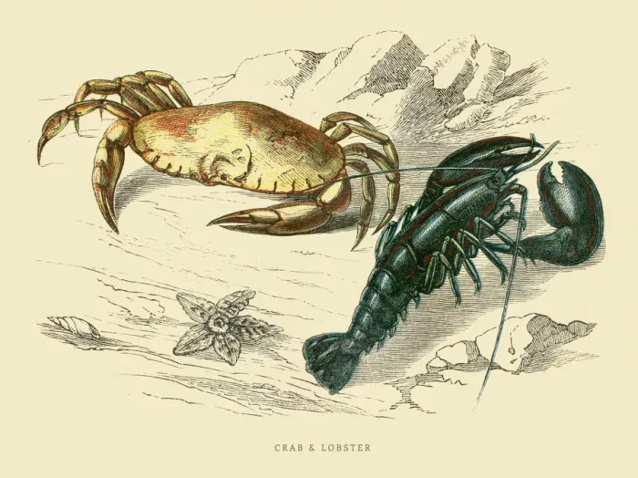 Framed Print : Crab and Lobster 1851 Framed Print : Crab and Lobster 1851