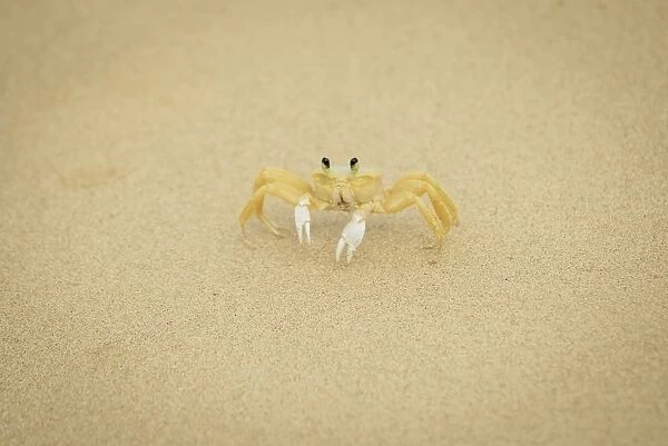 Crab on the sand in praia sancho
