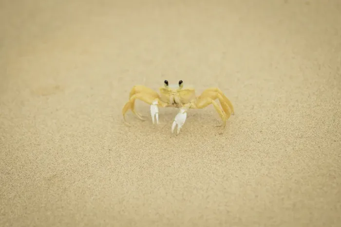Framed Print : Crab on the sand in praia sancho Framed Print : Crab on the sand in praia sancho