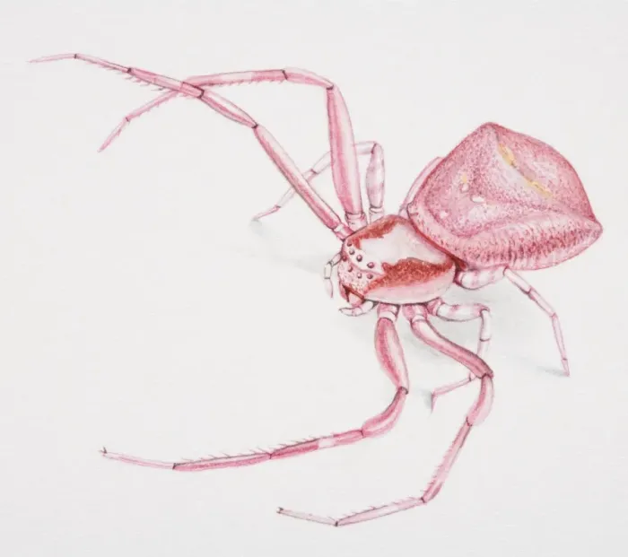 Framed Print : Crab spider, front view Framed Print : Crab spider, front view