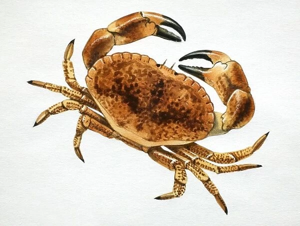 Crab, top view