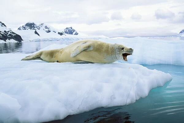 Crabeater seal -Lobodon carcinophagus-, Paradise Bay, Graham Land, Antarctic Peninsula, Antarctica