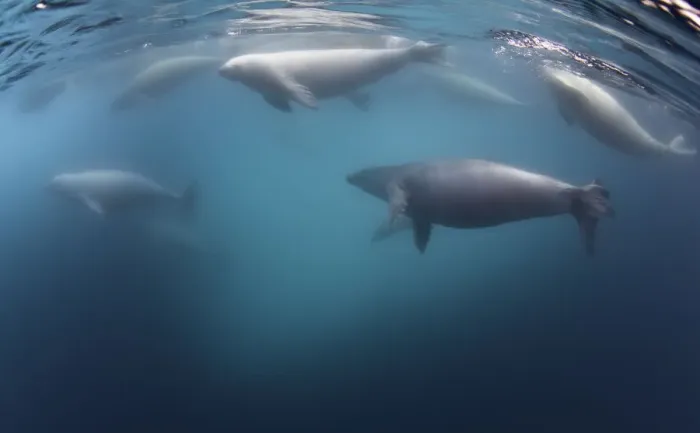 Framed Print : Crabeater seals underwater, Antarctic Peninsula