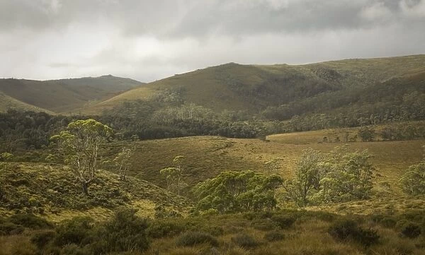 Cradle Mountain NP, Eucalyptus trees on hills